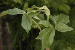Arisaema flavum
